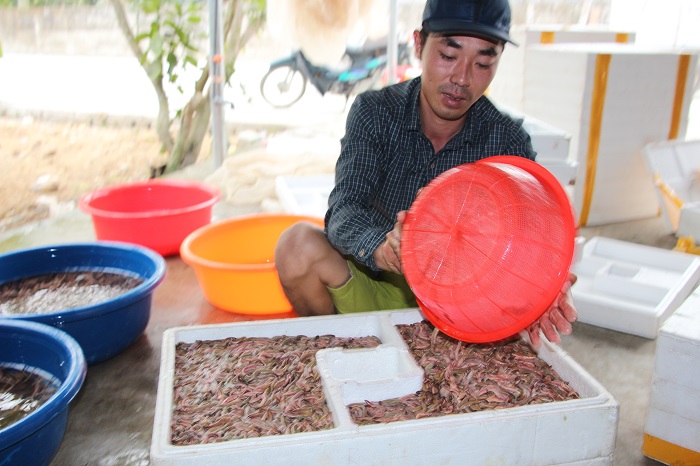 Rươi được thu hoạch theo mùa