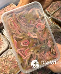 Mua rươi cấp đông chất lượng