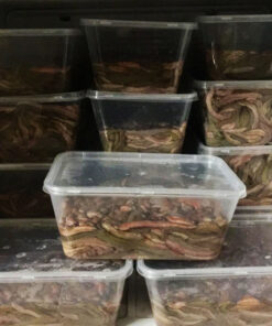 Rươi Cấp Đông Bá Kiến