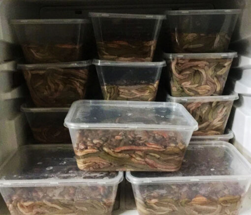 Rươi Cấp Đông Bá Kiến