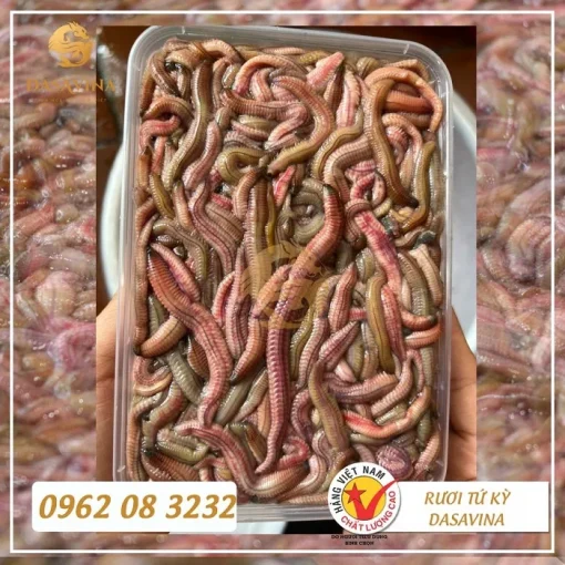 Rươi tươi Bá Kiến - Ảnh 5