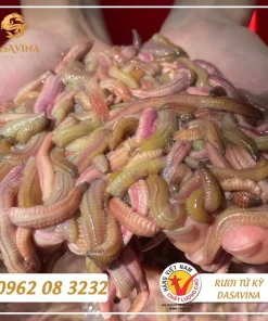 Thương hiệu đặc sản Dasavina nổi tiếng tại Việt Nam chuyên cung cấp rươi tươi và rươi cấp đông Tứ Kỳ, con to, chất lượng đồng đều.