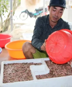 Rươi được thu hoạch theo mùa