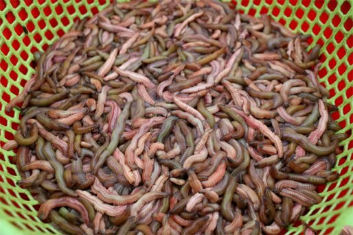 Con Rươi - Đặc sản nổi tiếng Tứ Kỳ - Hải Dương HVNCLC