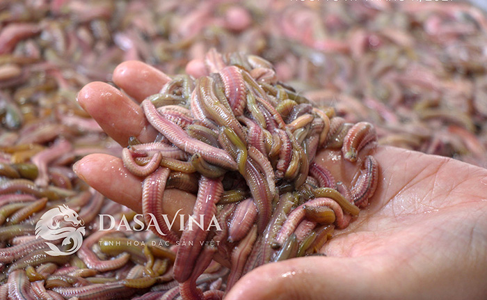Thương hiệu đặc sản Dasavina nổi tiếng tại Việt Nam chuyên cung cấp rươi tươi và rươi cấp đông Tứ Kỳ, con to, chất lượng đồng đều.