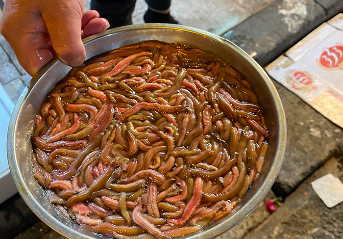 Để có thể sơ chế rươi an toàn, đúng cách người dùng cần lựa chọn rươi chuẩn nhất.