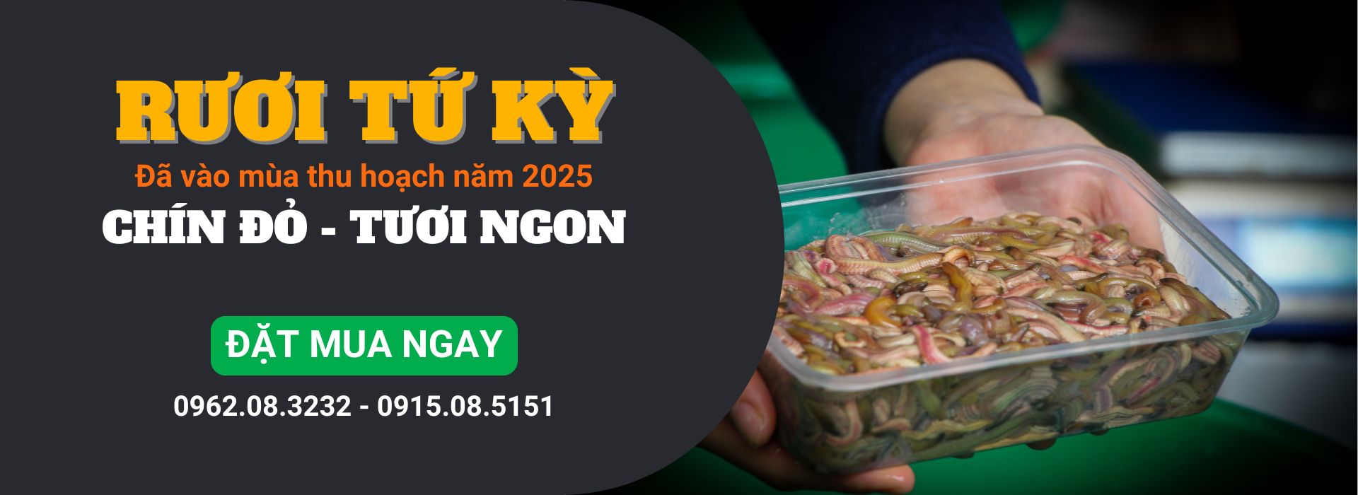 Banner rươi đã vào mùa