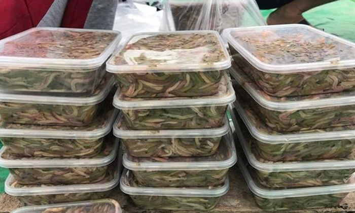 Cần bảo quản rươi đông lạnh để giữ trọn hương vị và giá trị dinh dưỡng