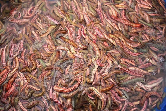 Một số lưu ý khi ăn rươi