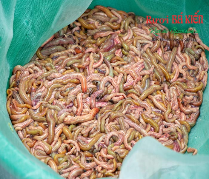 Rươi DASAVINA được nhiều người yêu thích nhờ chất lượng cao