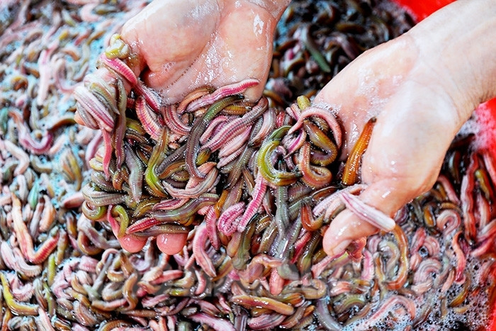 Rươi tháng 11 vẫn đảm bảo chất lượng nên vẫn ăn được
