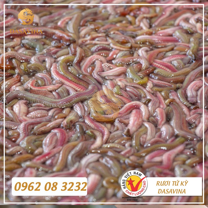 DASAVINA - Địa chỉ bán rươi tháng 11 uy tín, chất lượng 