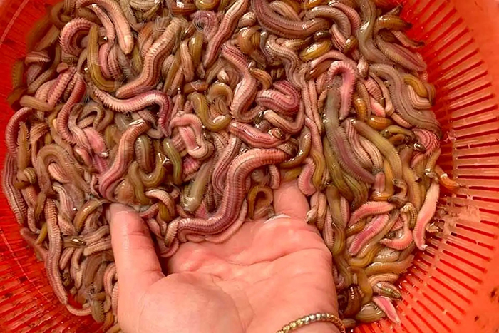 Bạn cần thực hiện các bước sơ chế rươi chuẩn nhất để giữ giá trị dinh dưỡng trong rươi