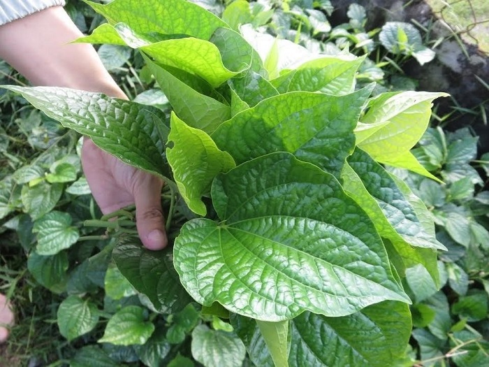 Lá lốt - “Lá thần” khử tanh, tăng hương thơm