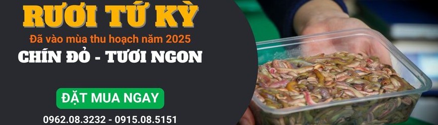 Rươi đã vào mùa